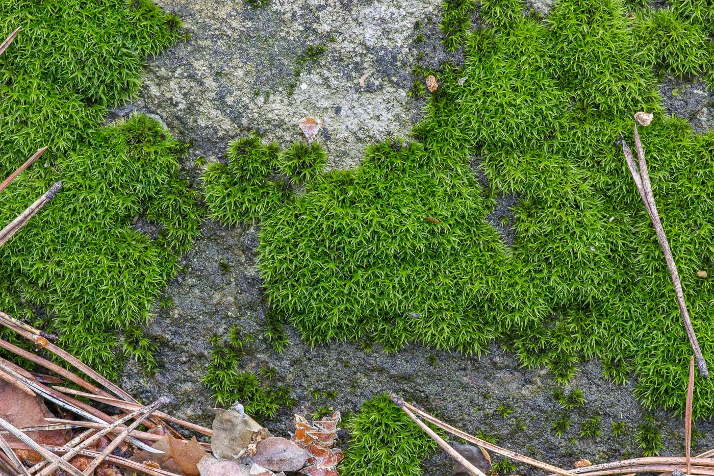 Image of genus Schistidium specimen.