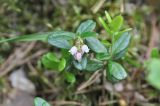 Vaccinium vitis-idaea. Верхушка цветущего растения. Кабардино-Балкария, Эльбрусский р-н, Терскольский лес. 16 июня 2018 г.