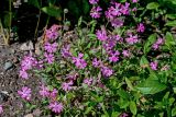 Silene pendula