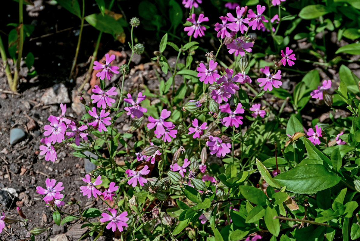 Изображение особи Silene pendula.