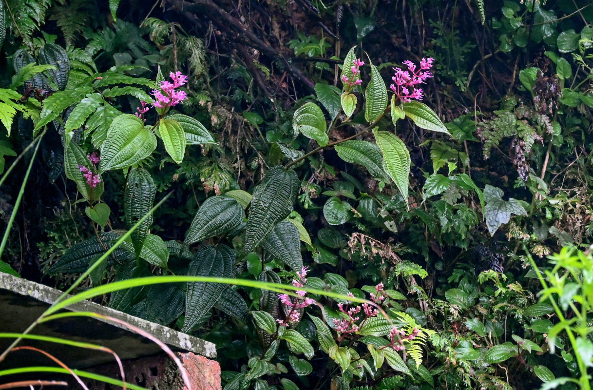 Image of Blastus pauciflorus specimen.