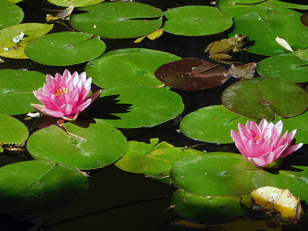 Image of Nymphaea &times; marliacea specimen.