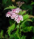 Spiraea japonica