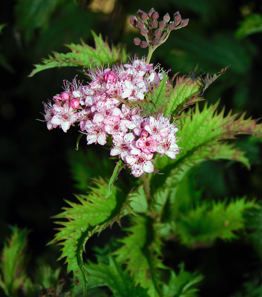 Image of Spiraea japonica specimen.