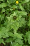 Inula orientalis. Верхушка расцветающего растения. Чечня, Шаройский р-н, 2 км к востоку от ур. Хиндушты, 1 км на юго-запад от Сигнальной горы, выс. 2200 м н.у.м., опушка берёзового леса. 1 июля 2024 г.