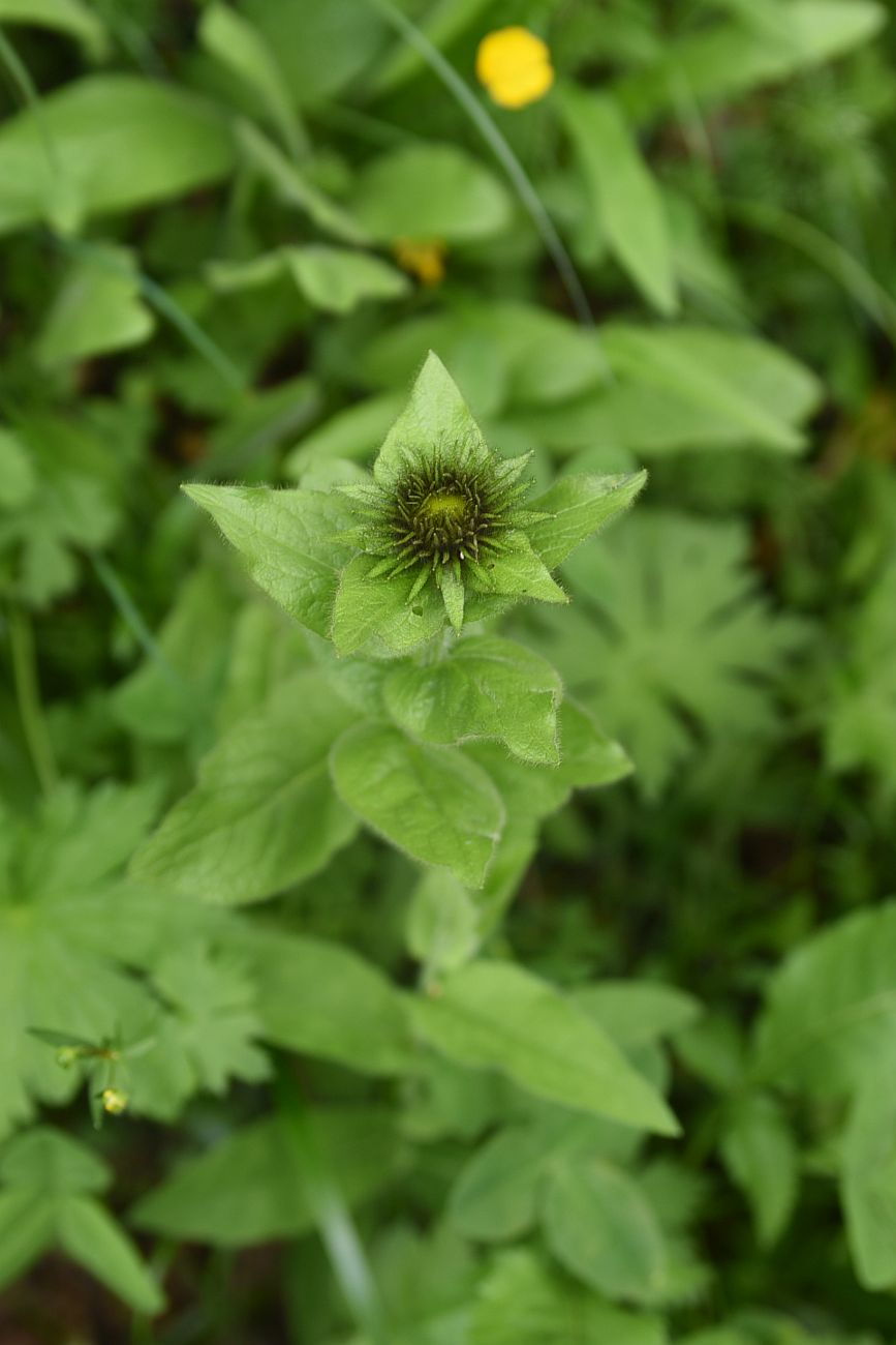 Image of Inula orientalis specimen.