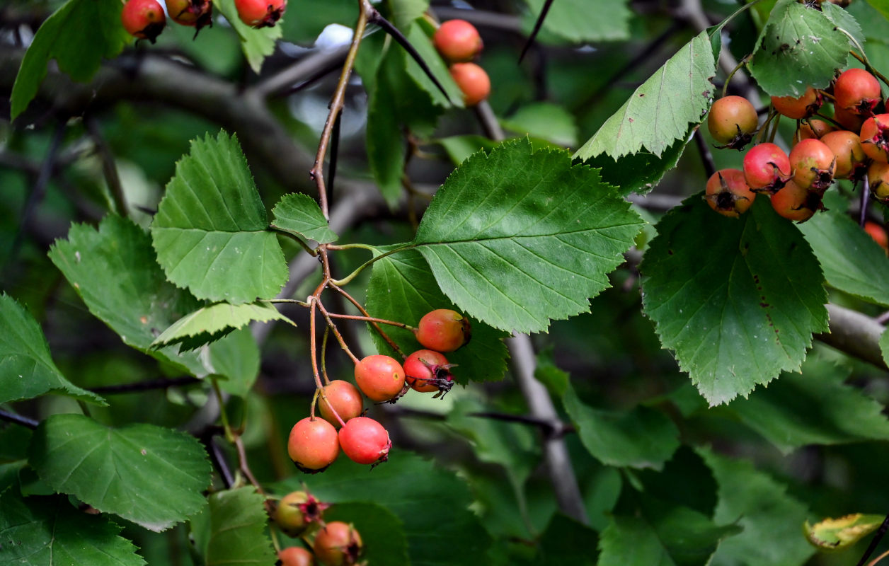 Изображение особи род Crataegus.