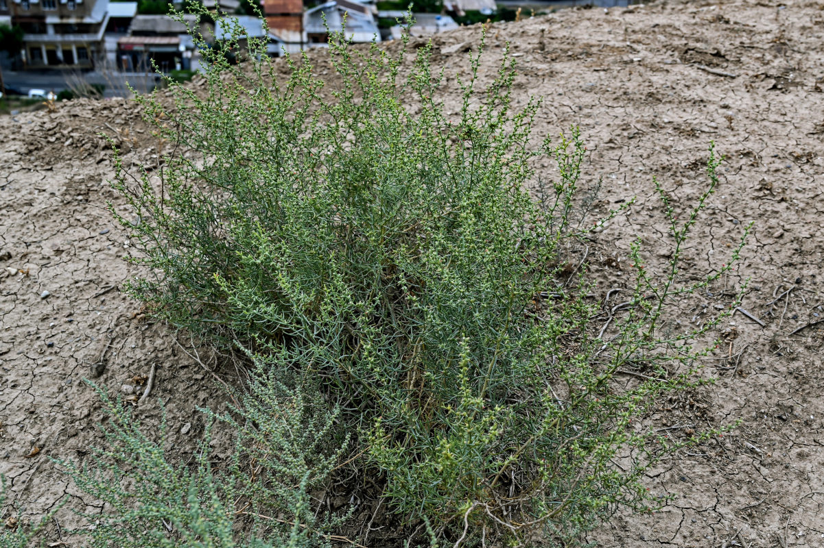 Изображение особи семейство Chenopodiaceae.