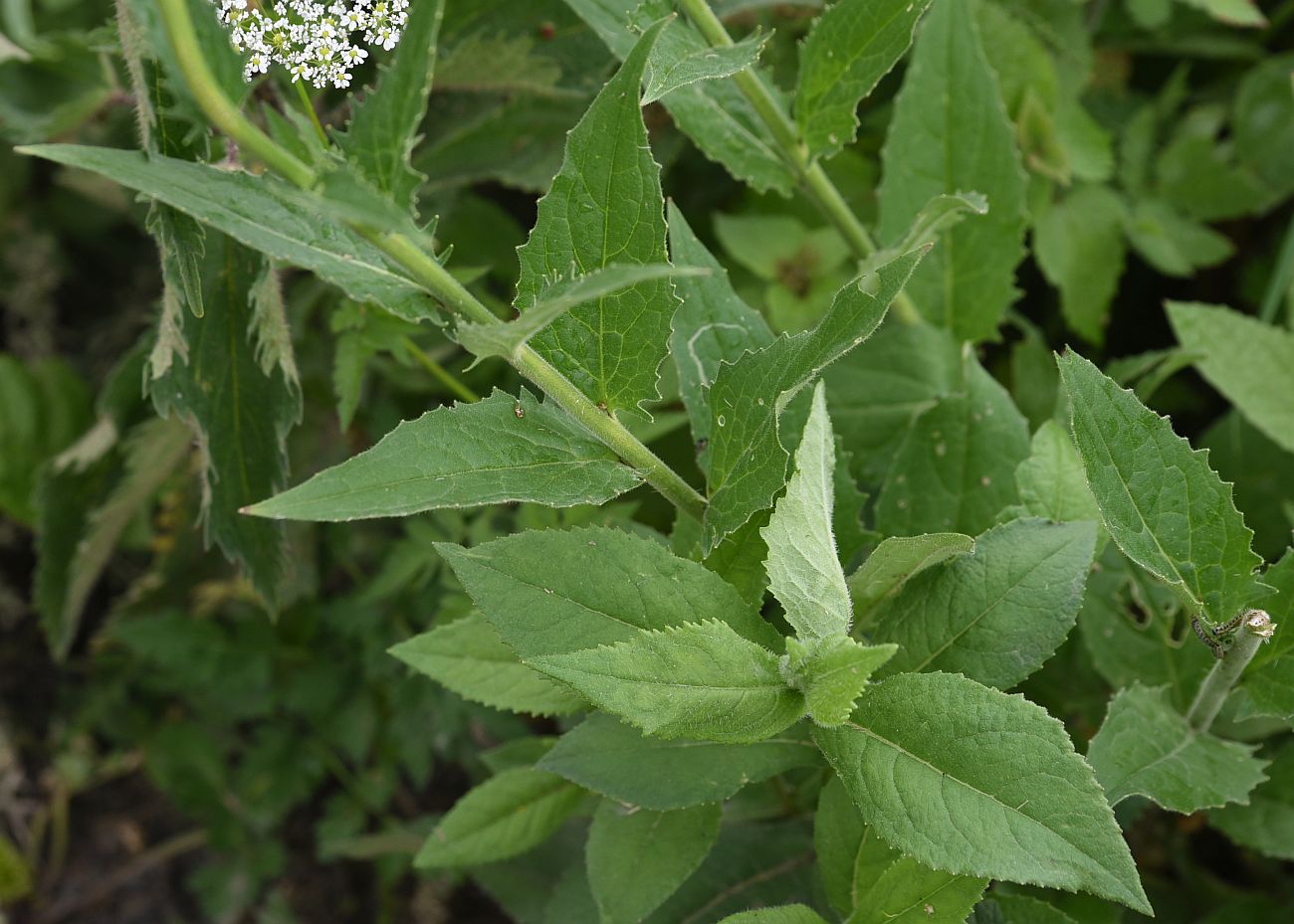 Изображение особи Hesperis voronovii.