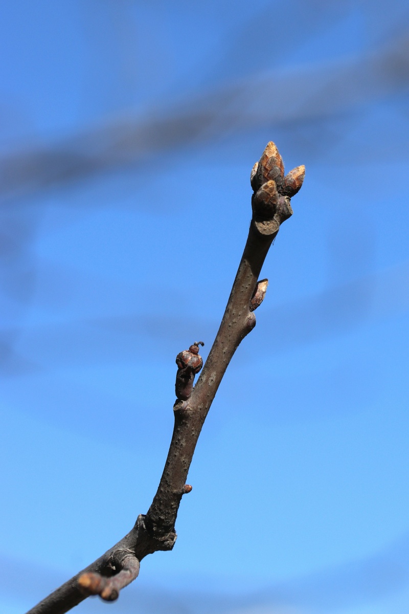 Image of Quercus rubra specimen.