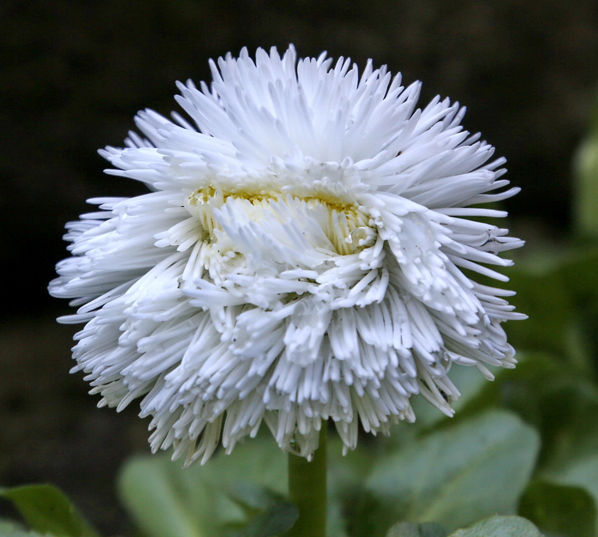 Image of genus Bellis specimen.