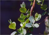 Смотреть изображение Lonicera caprifolium
