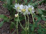 Смотреть изображение Tripleurospermum inodorum