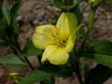 Смотреть изображение Oenothera depressa