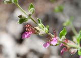View full-size image Teucrium divaricatum