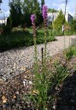 Смотреть изображение Liatris spicata