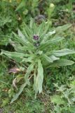 View full-size image Cynoglossum officinale