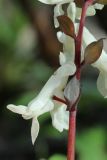 View full-size image Corydalis cava