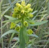 Euphorbia virgata. Верхушка цветущего растения. Украина, опушка Харьковского леса возле подстанции \"Победа\". 21.05.2011.