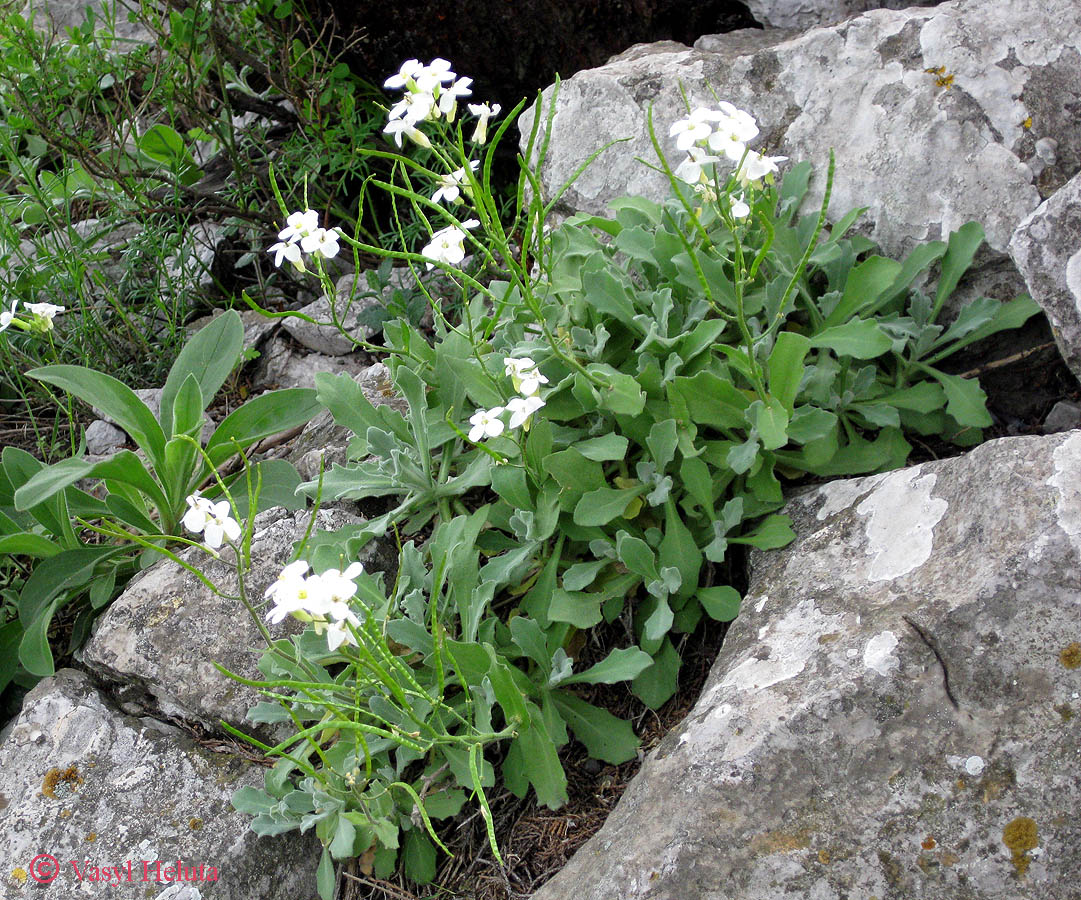 Image of Arabis caucasica specimen.