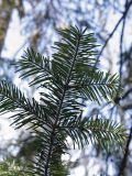 Abies sibirica. Ветвь особи подроста (вид снизу). Санкт-Петербург, Старый Петергоф, парк \"Сергиевка\". 22.02.2009.