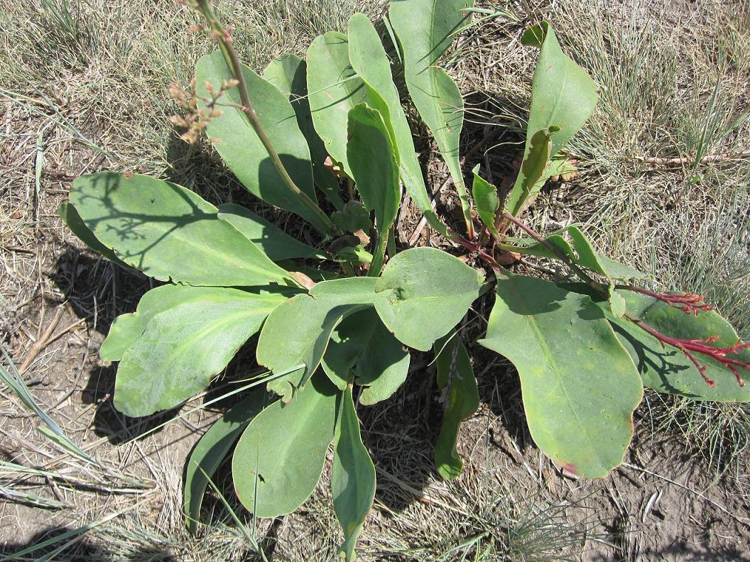 Image of Limonium gmelinii specimen.