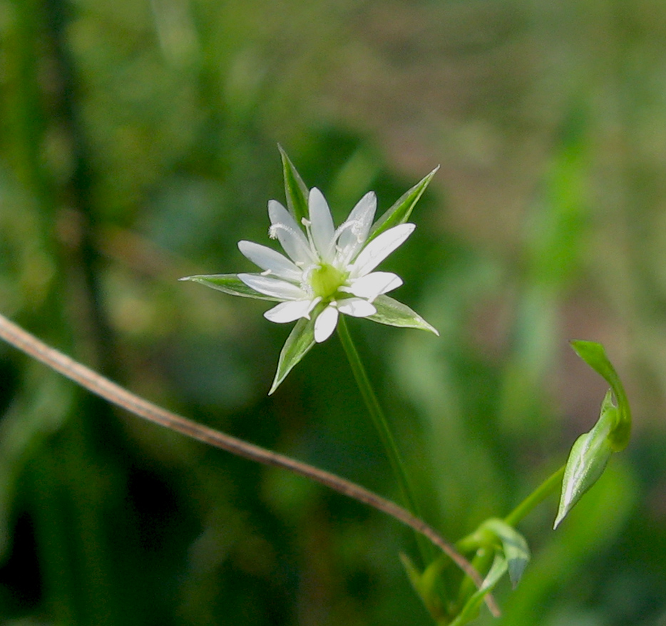 Image of Stellaria graminea specimen.