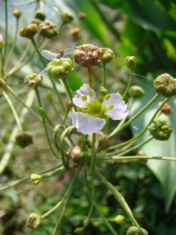 Image of Alisma lanceolatum specimen.