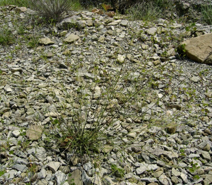 Image of Scrophularia scoparia specimen.