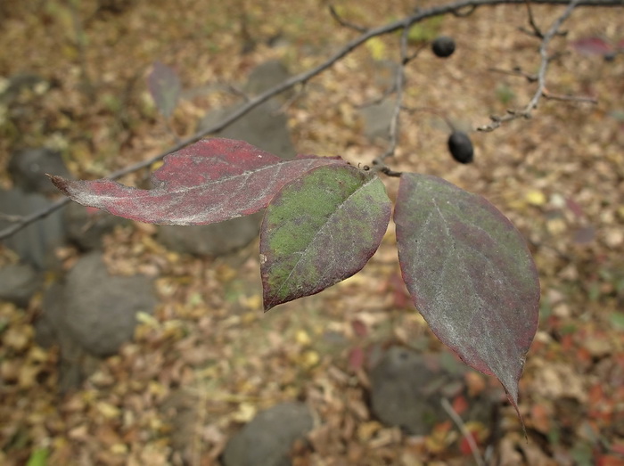 Image of Cotoneaster melanocarpus specimen.