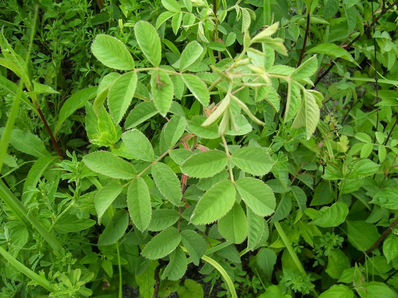 Image of Rosa villosa specimen.