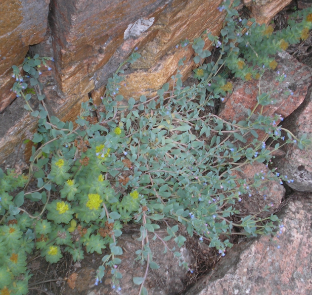 Image of Mertensia maritima specimen.