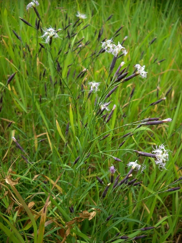 Image of Dianthus superbus specimen.