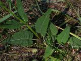 Salvia pratensis. Листья в нижней части стебля, наиболее крупные - до 15 см в длину. Киев, Святошино, сосновый бор, 2 июня 2008 г.