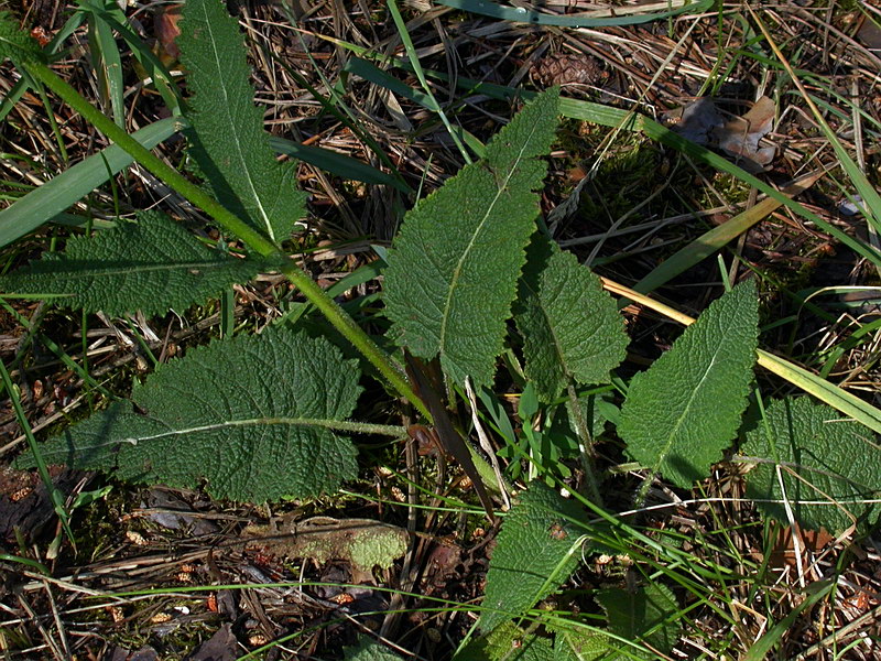 Image of Salvia pratensis specimen.