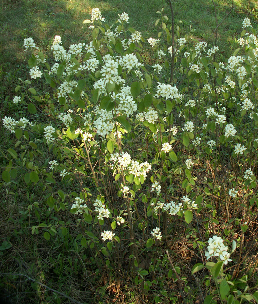 Image of Amelanchier spicata specimen.