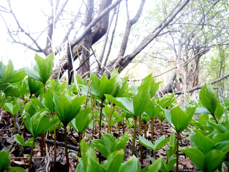 Изображение особи Paris quadrifolia.