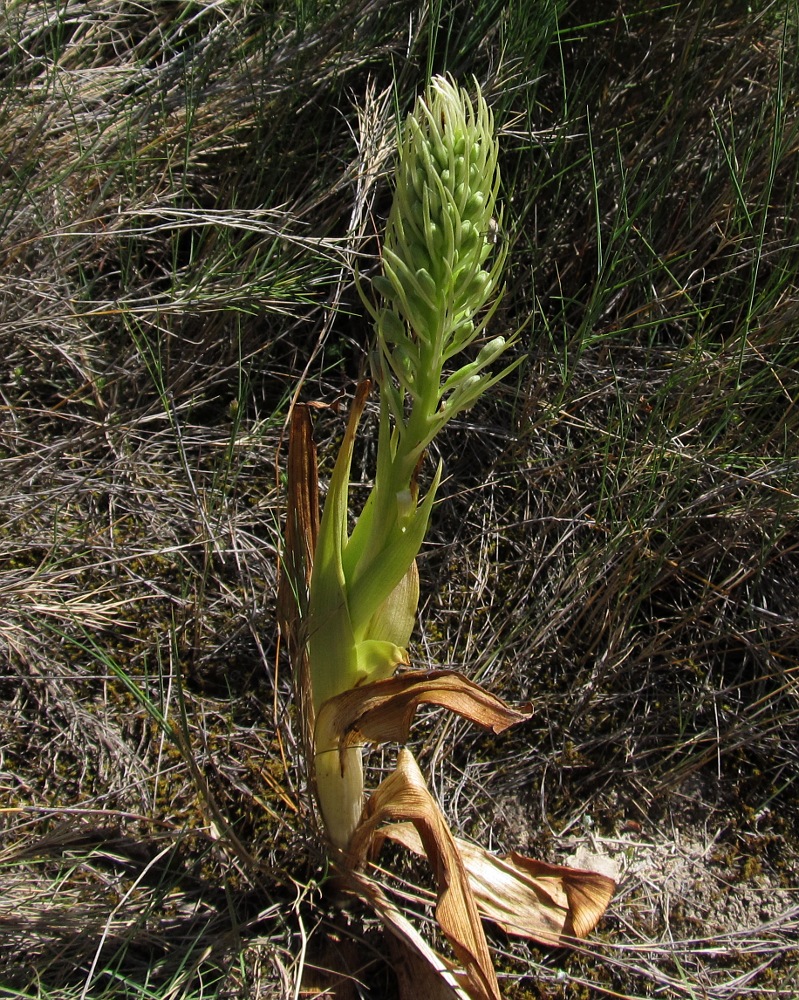 Image of Himantoglossum hircinum specimen.