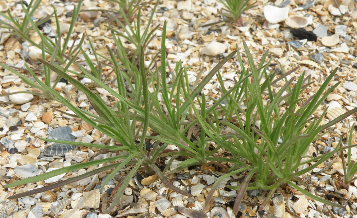 Image of Plantago arenaria specimen.