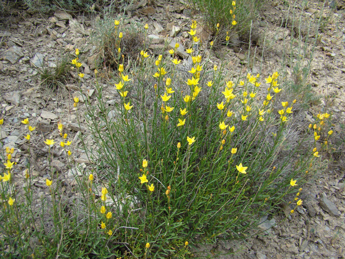 Image of Haplophyllum monadelphum specimen.