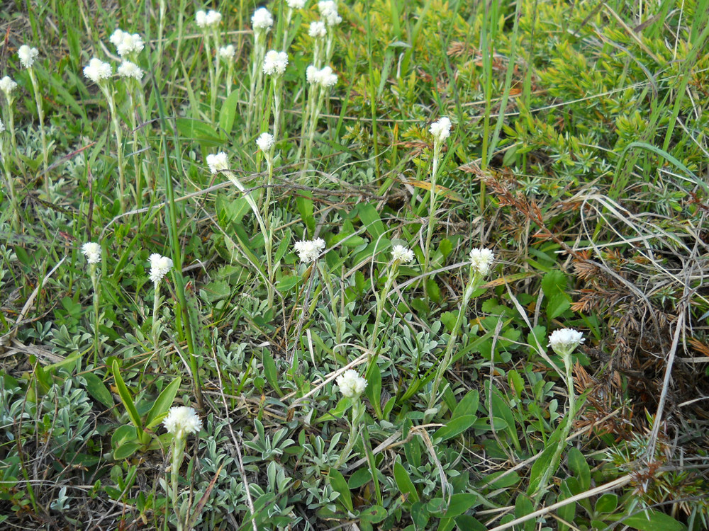 Изображение особи Antennaria dioica.