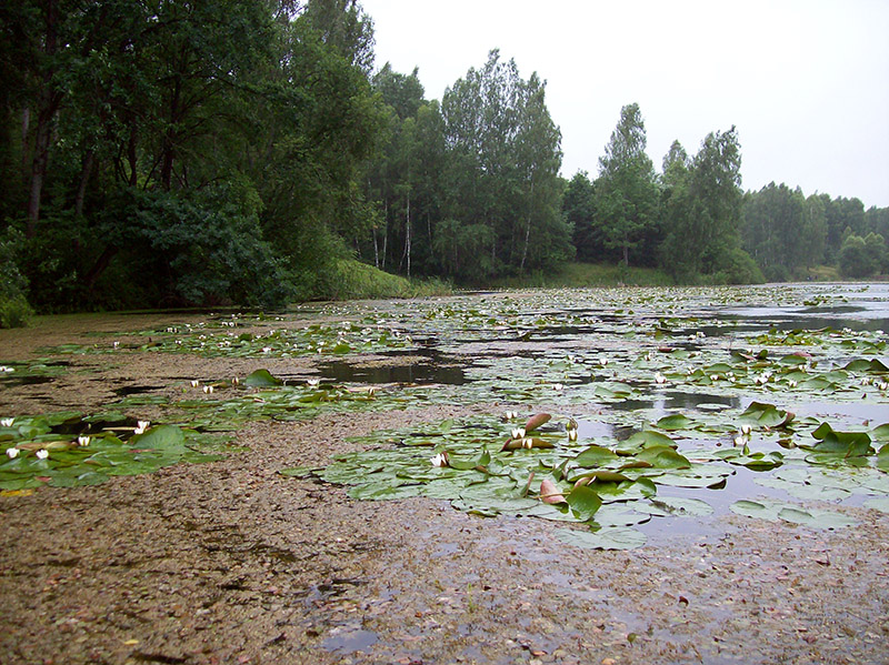 Image of Nymphaea candida specimen.