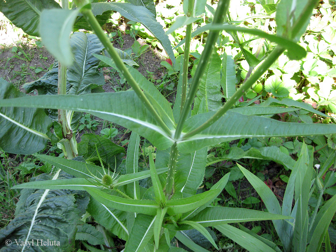 Изображение особи Dipsacus fullonum.