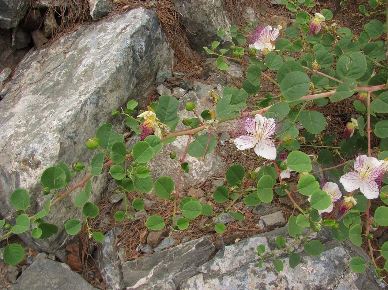 Image of Capparis orientalis specimen.