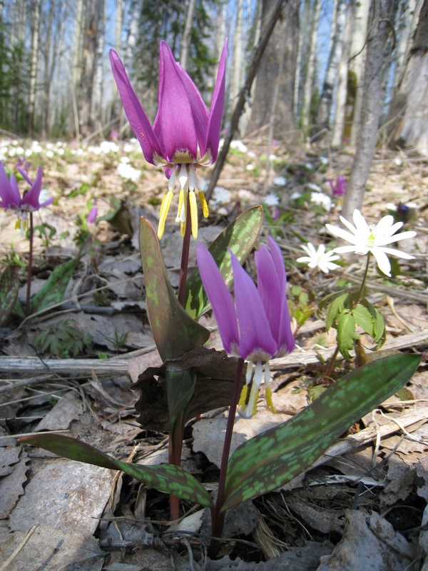 Image of Erythronium sibiricum specimen.