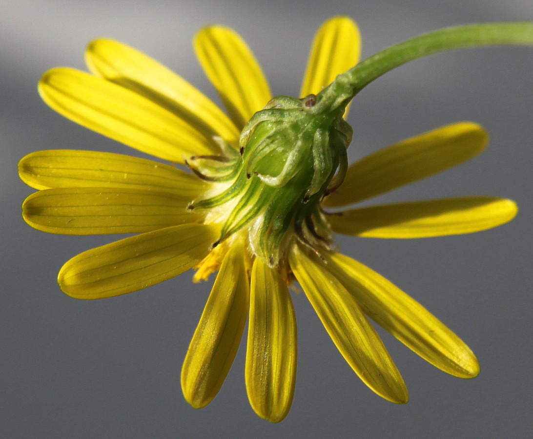 Image of Senecio inaequidens specimen.