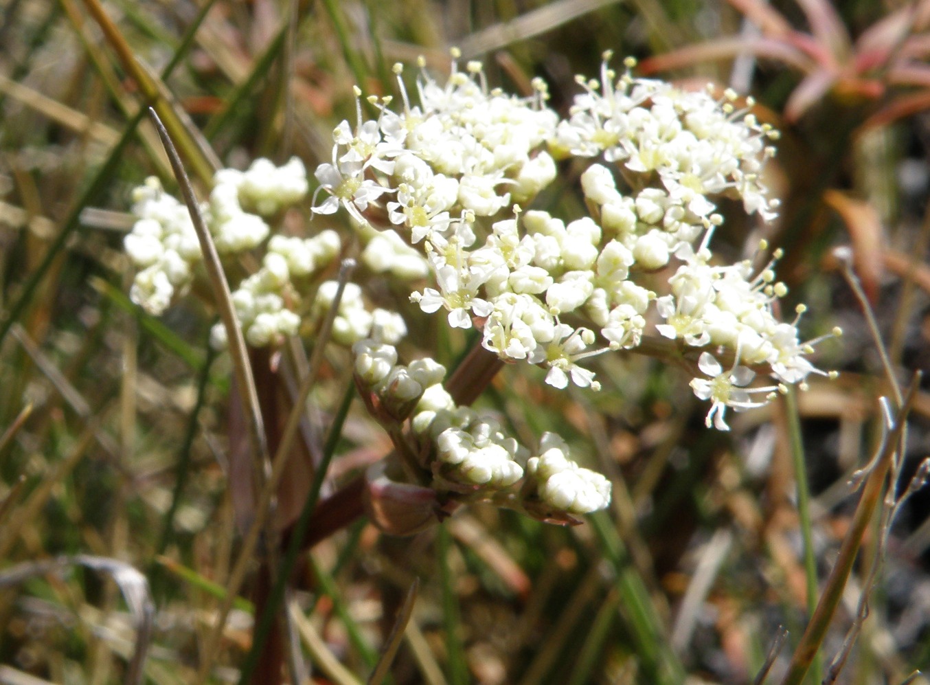 Image of Anisotome aromatica specimen.