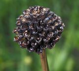 Trollius europaeus. Раскрывшийся плод. Московская обл., Раменский р-н, окр. дер. Хрипань, просека под ЛЭП, мокрый луг. 15.06.2012.