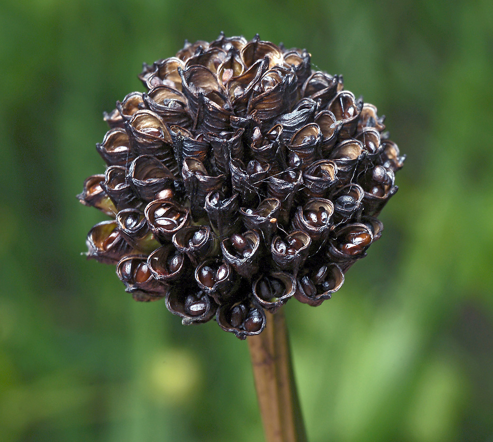 Image of Trollius europaeus specimen.