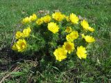 Adonis vernalis